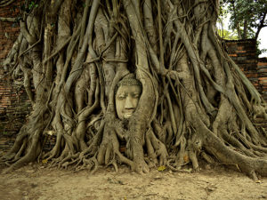 Trees have grown up around this abandoned carving of Buddha’s head, which Harleen Kaur photographed at the ruins of the old city of Ayutthaya, Thailand.