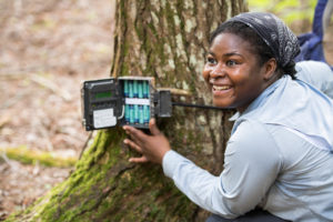 Harris installing one of the “camera traps” on the base of a tree. Sixty of the digital cameras were installed at the U-M Biological Station over the summer.