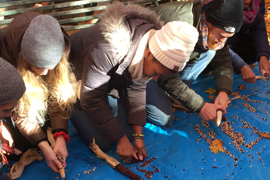 Several students bend down to shuck maize