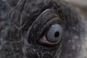 Close up of the blue eye of the Pterosaur