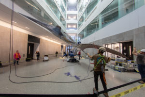 A few workers in hard hats begin to raise the Pterosaur into the air in the Biological Sciences Atrium using cables.