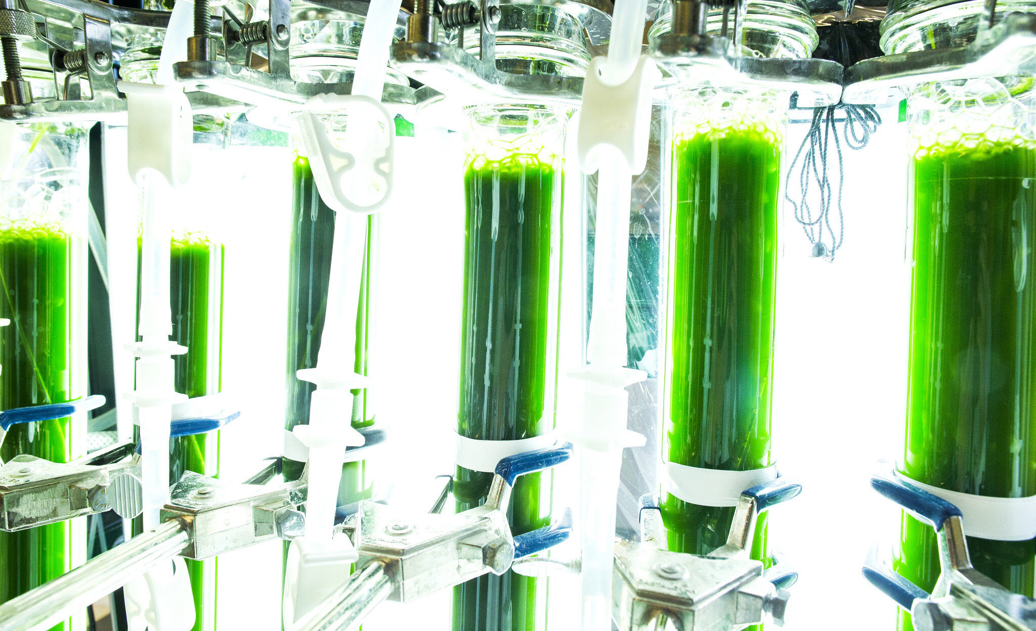 Tubes of algae