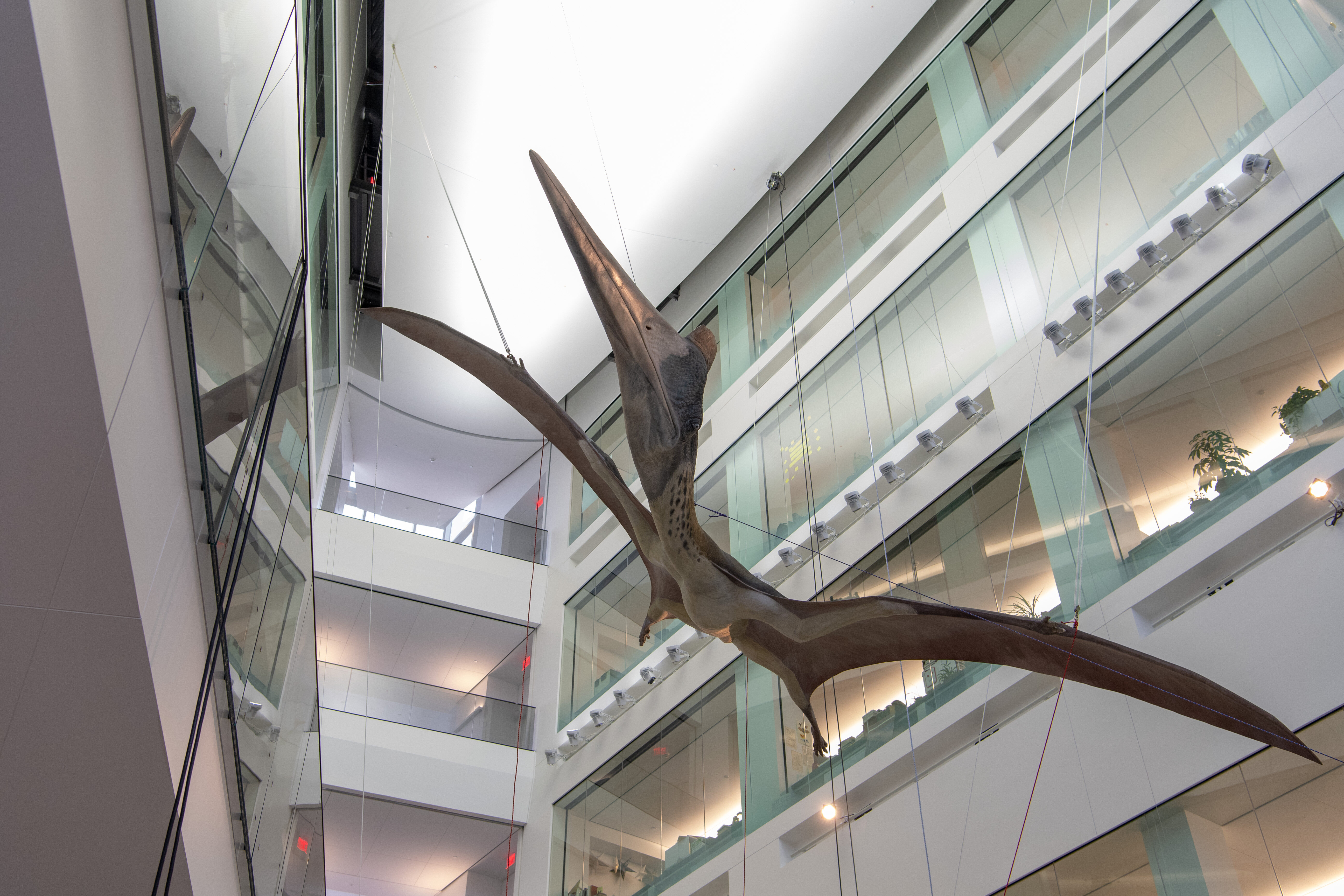 The Pterosaur hangs suspended in the new, modern Biological Sciences building atrium.